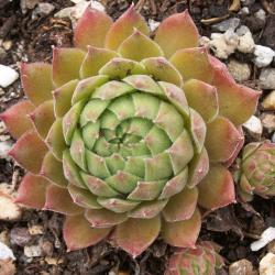 Sempervivum - Dachwurz - Hauswurz